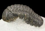 Detailed, Reedops Trilobite Fossil #53219-1